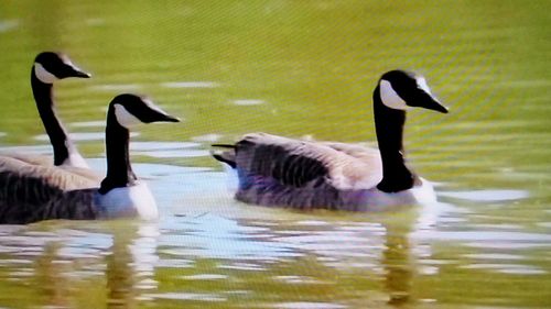 Ducks in a lake