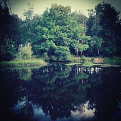 Reflection of trees in water