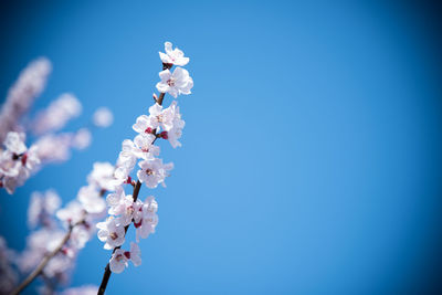 Low angle view of pink flowers blooming against clear sky