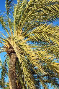 Low angle view of palm tree against blue sky