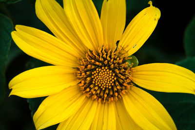 Close-up of yellow flower blooming outdoors