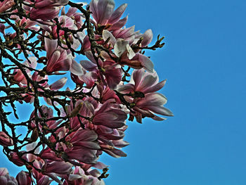 Low angle view of blooming tree against clear sky