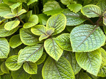 leaf