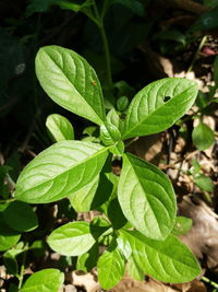 High angle view of plant growing on field