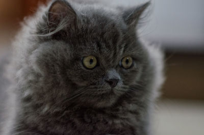 Close-up portrait of a cat