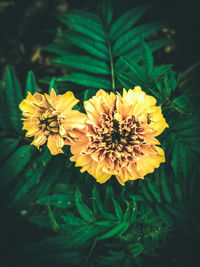 Close-up of yellow flowers blooming outdoors