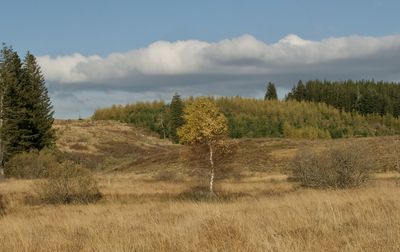 Trees on field against sky