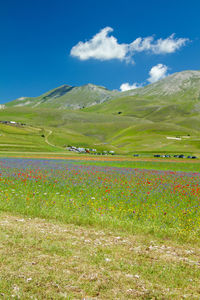 Scenic view of field against sky