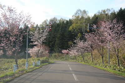 View of flowering trees by road