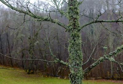 Trees growing in field