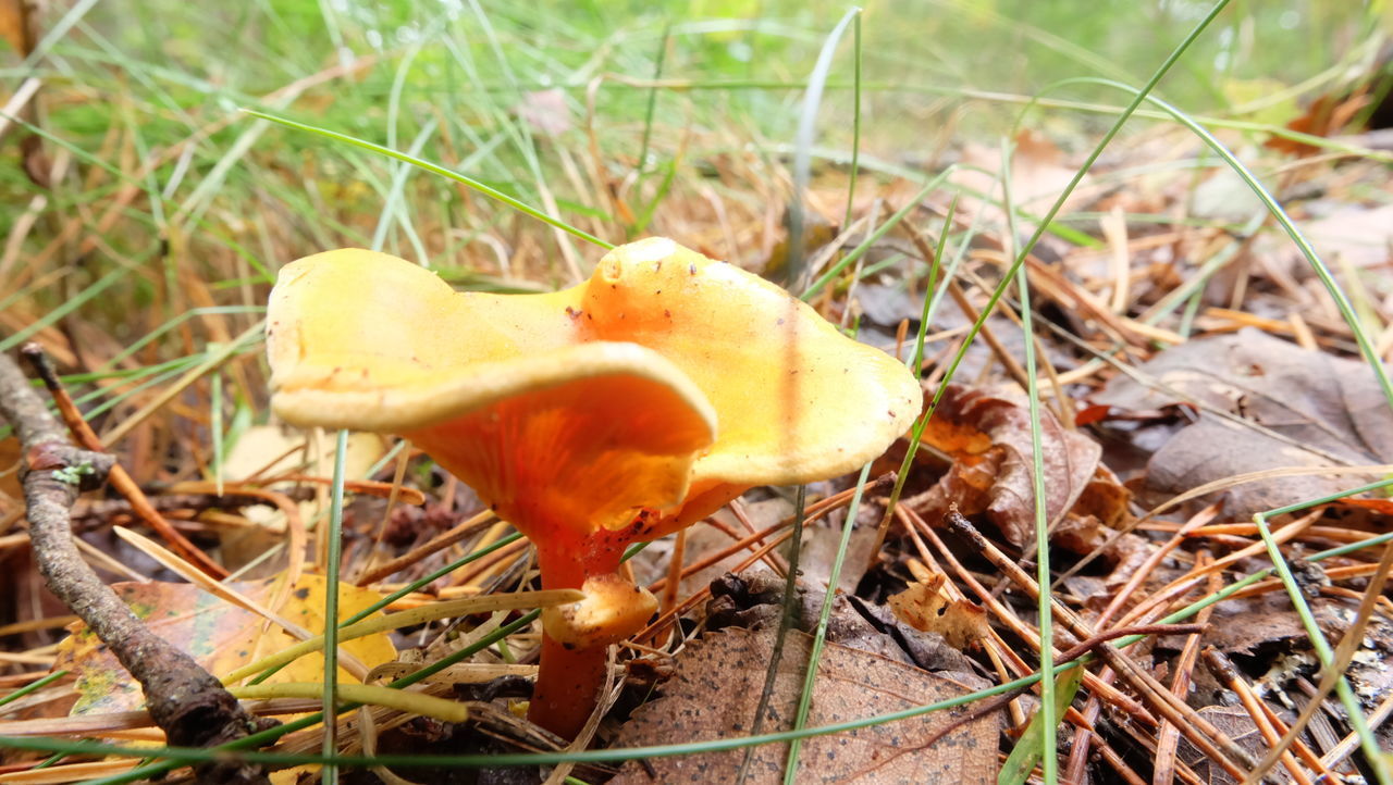 CLOSE-UP OF FLY AGARIC MUSHROOM ON FIELD