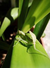 Close-up of fresh green plant