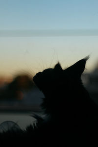 Close-up of silhouette dog against sky during sunset