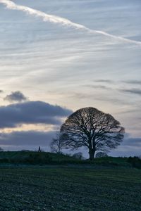 Bare tree on field against sky