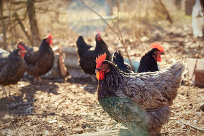 Beautiful chicken with gray and black feathers walks in the yard in the company of her friends.