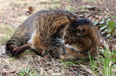 Close-up of lion relaxing on field