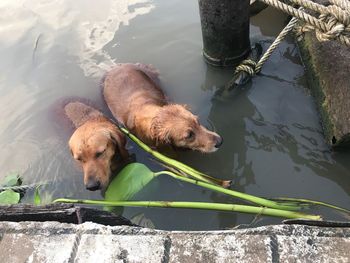 View of dog drinking water