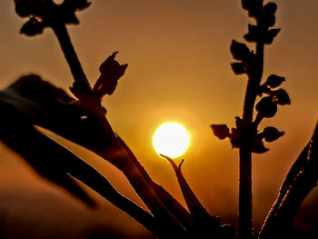 Low angle view of silhouette plants against sky during sunset