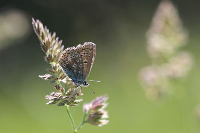 Close-up of butterfly on flower