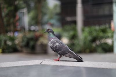 Pigeon perching on retaining wall against building