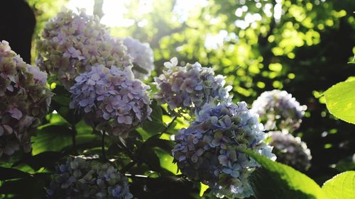 Close-up of hydrangeas blooming outdoors