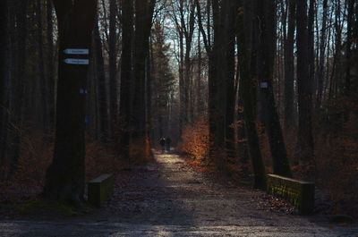 Trees in forest