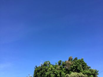 Low angle view of trees against blue sky