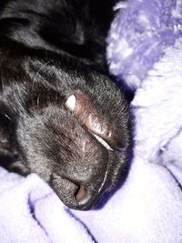 Close-up of cat sleeping on bed