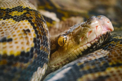 Close-up of python