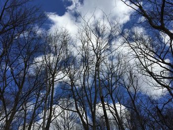 Low angle view of bare trees against sky