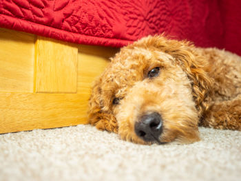 Portrait of dog lying on rug at home