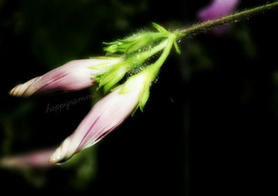 Close-up of pink flowers