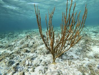 Dead plant in sea