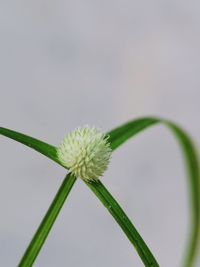 Close-up of flowering plant