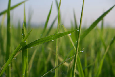 Close-up of wet grass during rainy season