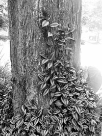 Close-up of tree trunk in forest