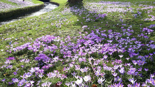 Purple flowers growing in field