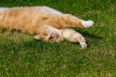 Cat lying on grassy field