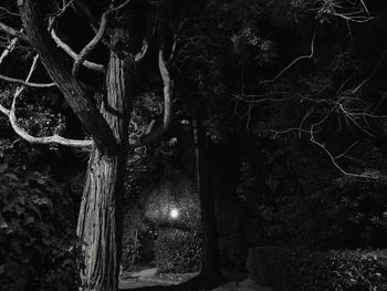 Close-up of tree trunk in forest