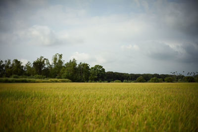 Scenic view of agricultural field against sky