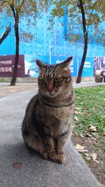 Close-up of cat