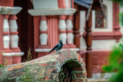 Close-up of bird perching on a building
