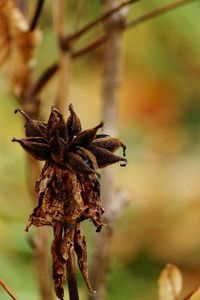 Close-up of wilted flower