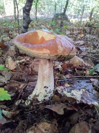 Close-up of tree trunk in forest