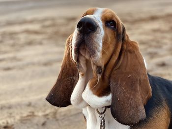 Close-up of dog on beach