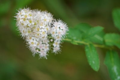 Close-up of honey bee on plant