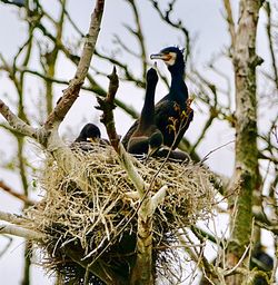 Low angle view of birds perching on tree