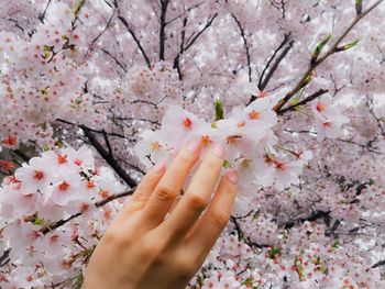 Close-up of hand and pink cherry tree
