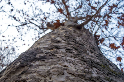 Low angle view of tree against sky