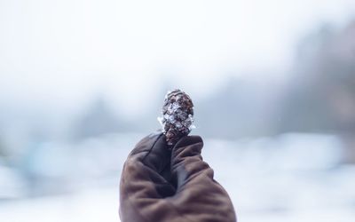 Cropped hand holding frozen pine cone
